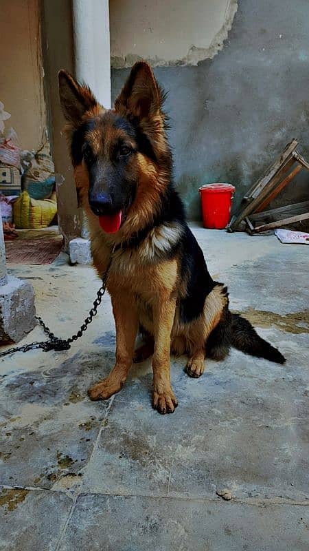 german Shepherd double coat 2