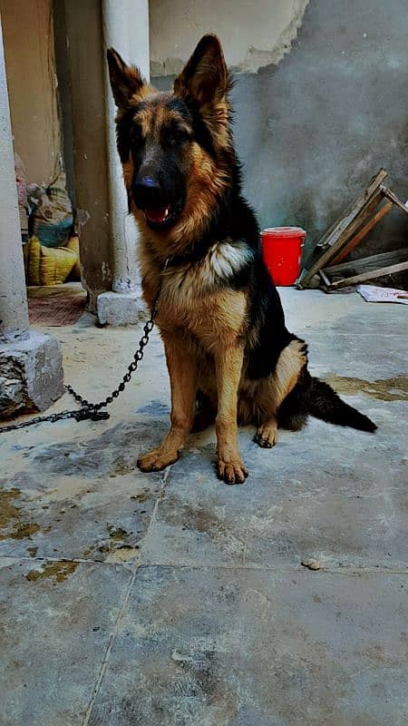 german Shepherd double coat 3