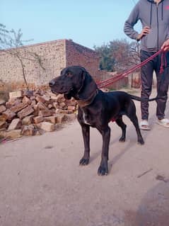 Pointer Male