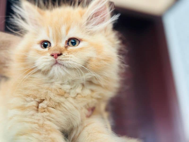 Persian kitten cats 1