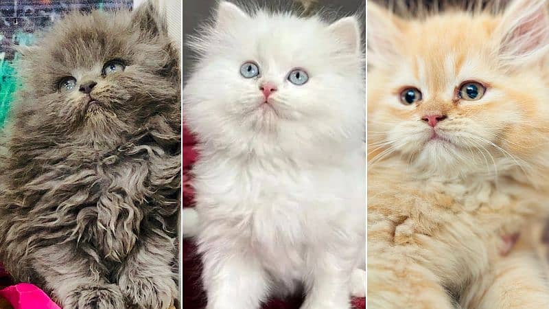 Persian kitten cats 0