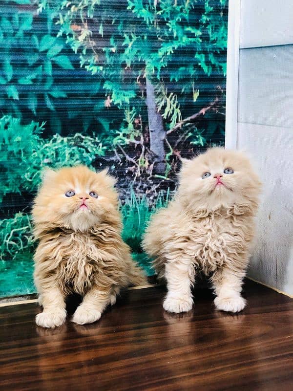 Persian kitten cats 1