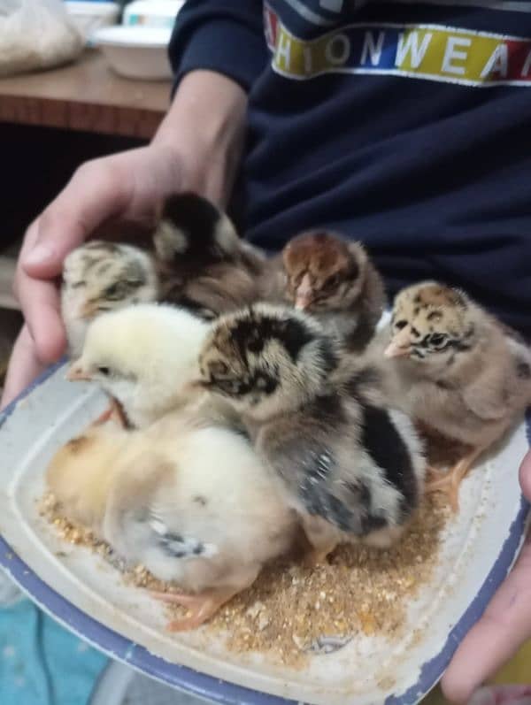 8 chick full active 1