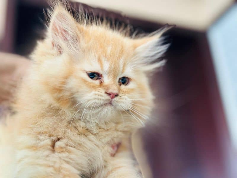 Persian kitten cats 14