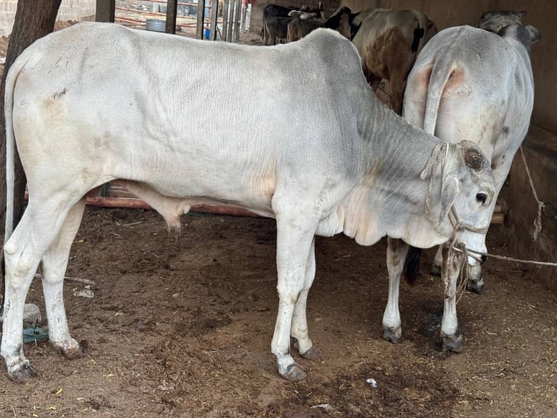 sibbi cow bachra for sale. qurbani 2025 0