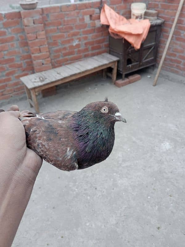 Indian pigeon 0