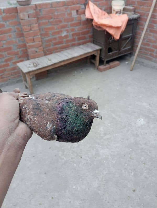 Indian pigeon 1