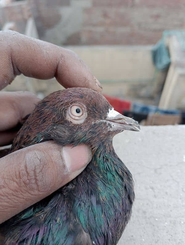 Indian pigeon 2