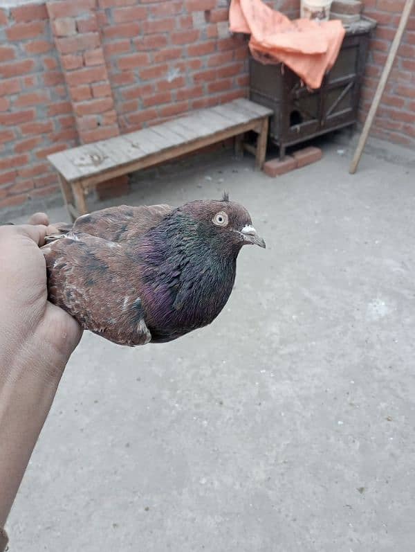 Indian pigeon 3