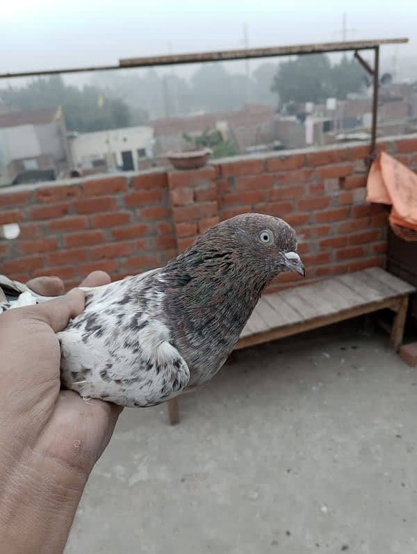 Indian pigeon 4