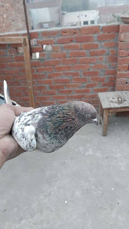 Indian pigeon 5