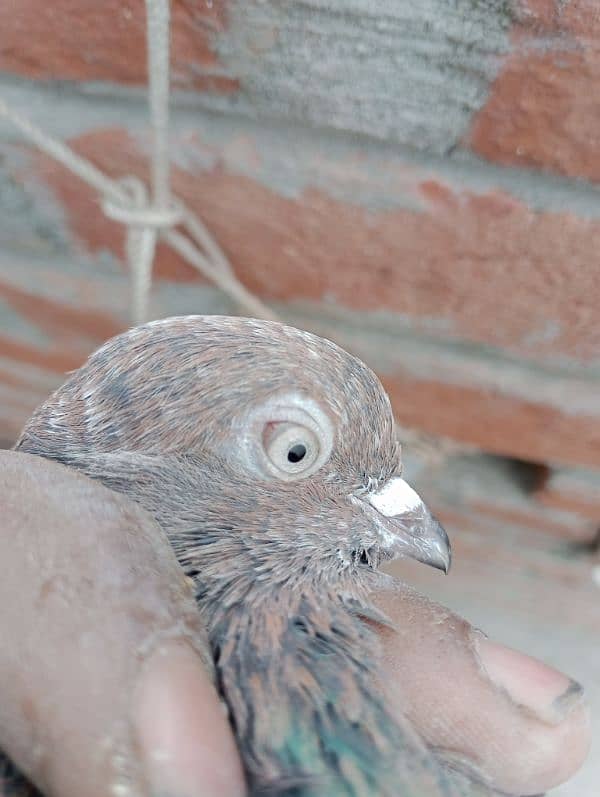 Indian pigeon 7