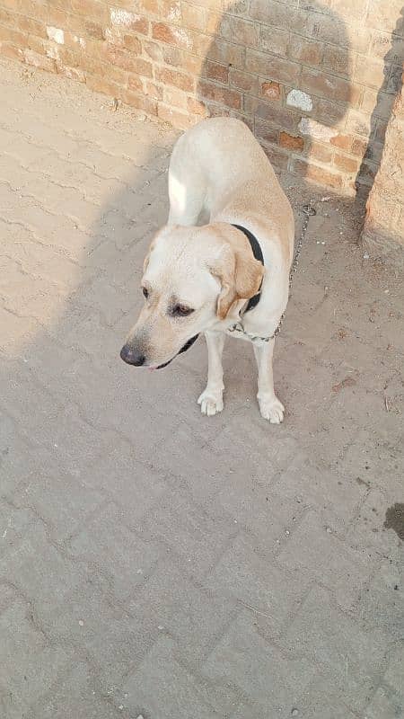 Labrador male full active and healthy 2