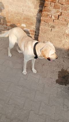 Labrador male full active and healthy