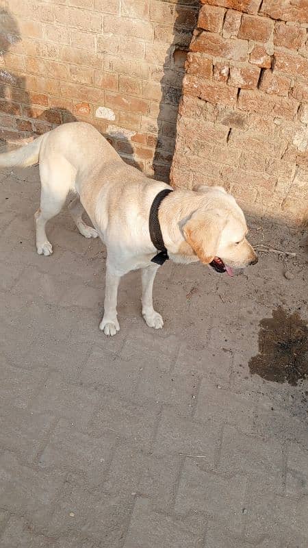 Labrador male full active and healthy 0