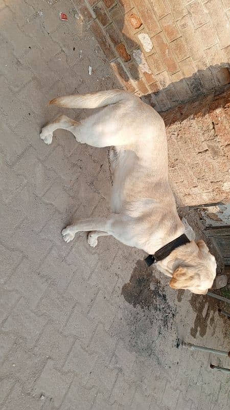 Labrador male full active and healthy 1