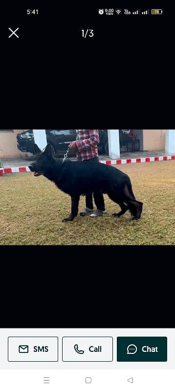 black German shepherd 2