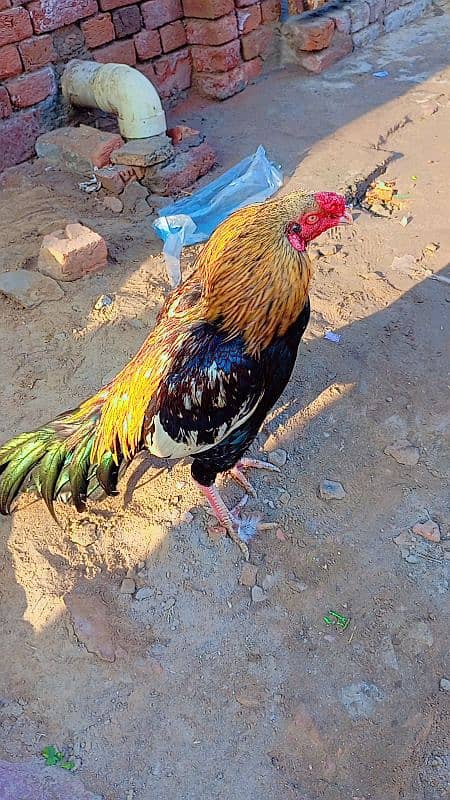 Aseel Murga | 1.5 Year Age Aseel Murga For Sale 3