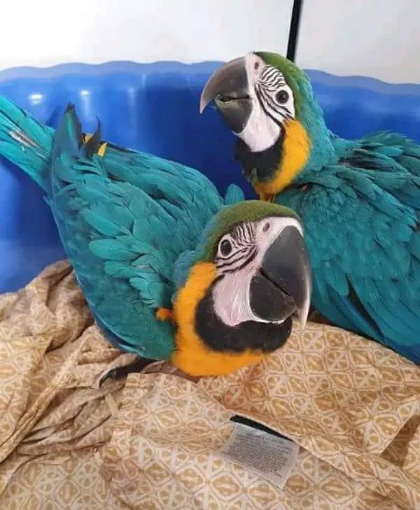 blue macaw parrot check for sale WhatsApp number hai 03307595248. . 1