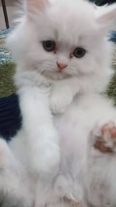 Persian cat