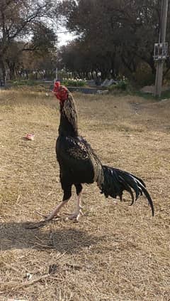 sindhi Aseel bird