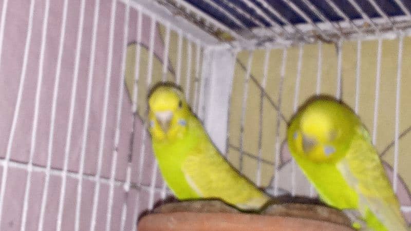 budgie pairs for sale 1