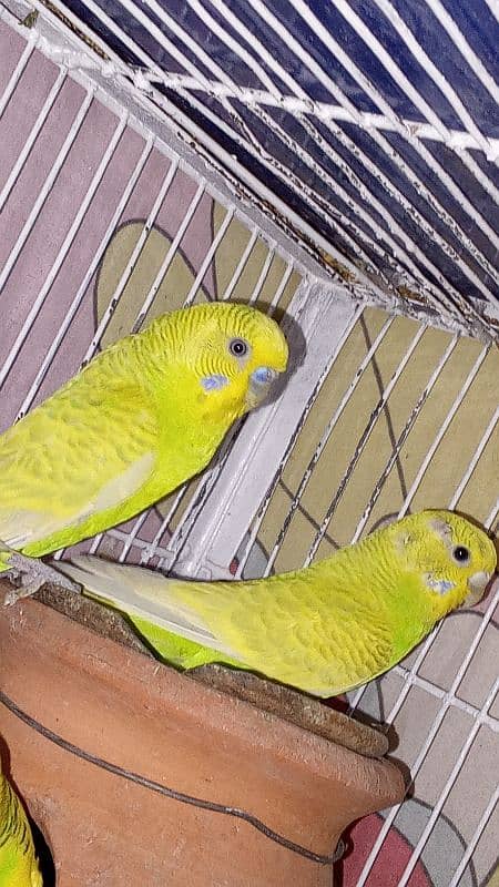 budgie pairs for sale 2