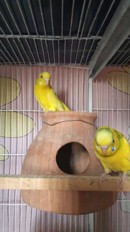 budgie pairs for sale 3