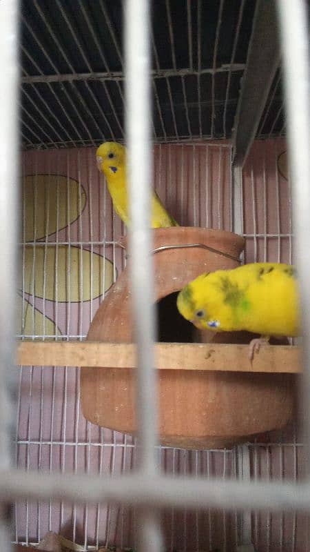 budgie pairs for sale 4