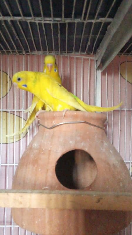 budgie pairs for sale 5