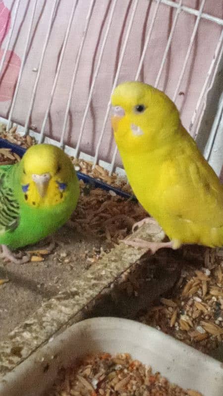 budgie pairs for sale 6