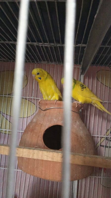 budgie pairs for sale 7