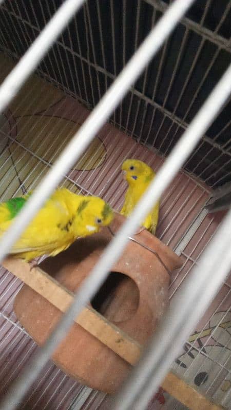 budgie pairs for sale 8