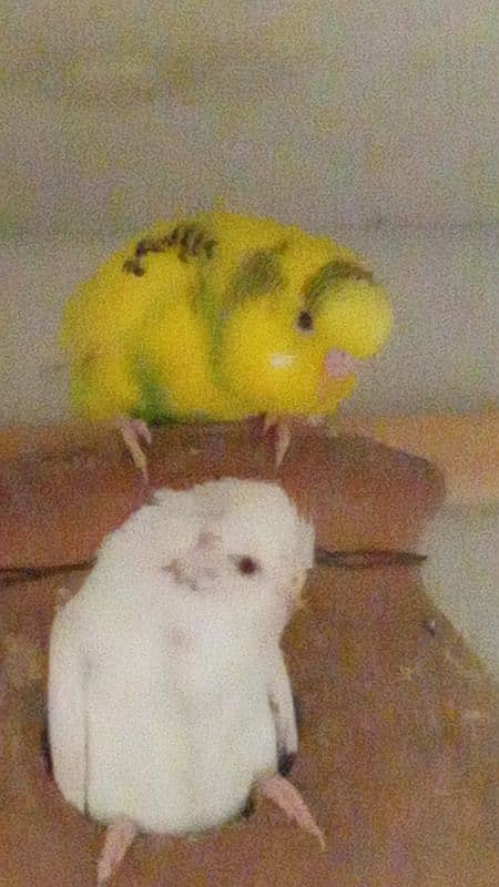 budgie pairs for sale 9