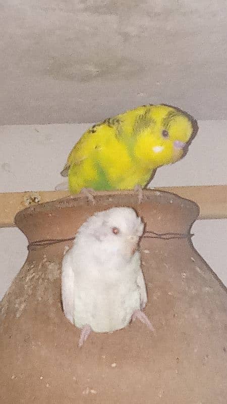 budgie pairs for sale 10