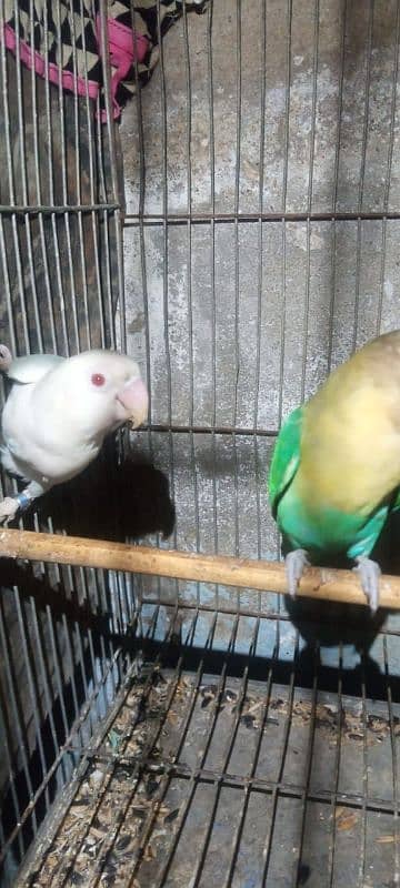 albino red eye and parblue best bonding and breeder pair 2