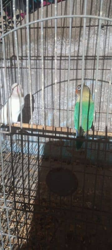 albino red eye and parblue best bonding and breeder pair 3