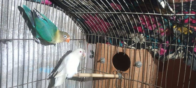 albino red eye and parblue best bonding and breeder pair 5