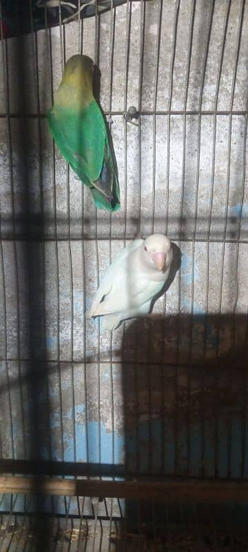 albino red eye and parblue best bonding and breeder pair 7