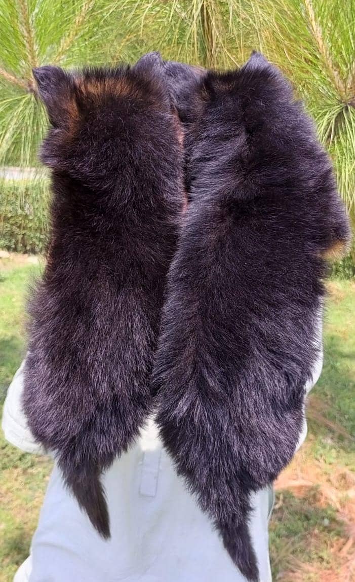 top quality German shepherd proper long coat pair 3