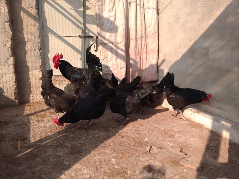 Austrolorp hens for sale 0