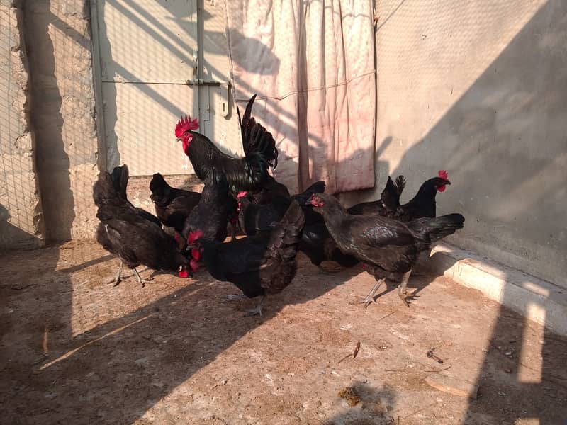 Austrolorp hens for sale 1