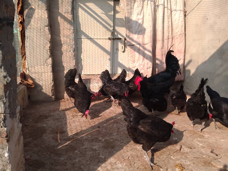 Austrolorp hens for sale 2