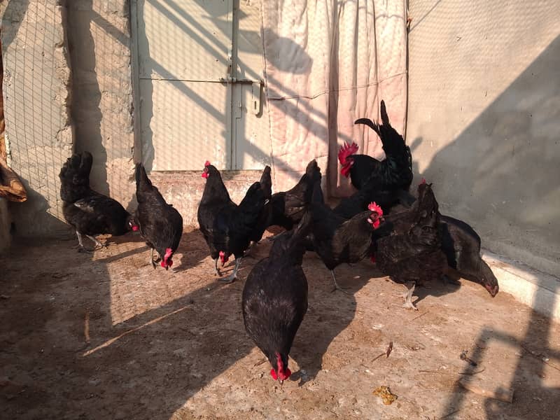 Austrolorp hens for sale 3