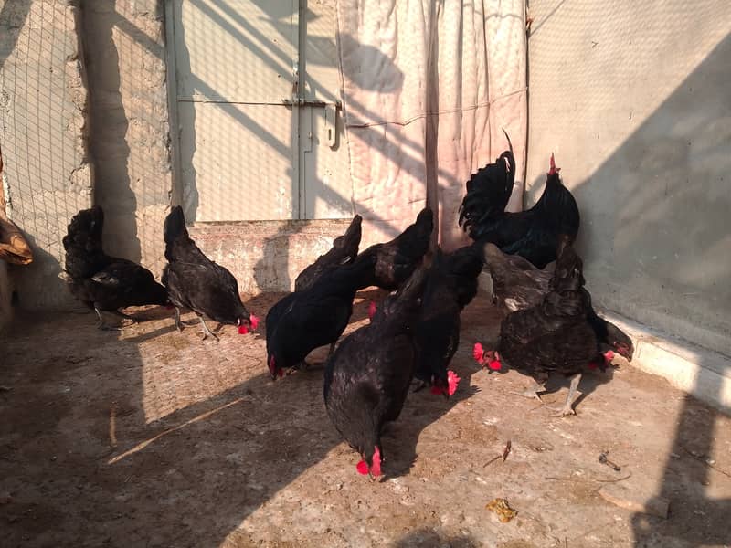 Austrolorp hens for sale 4