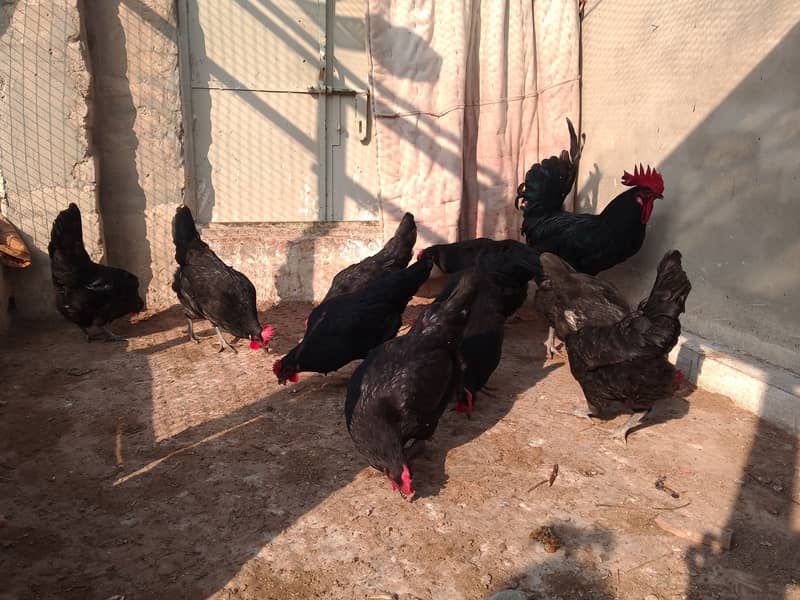 Austrolorp hens for sale 5