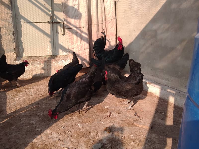 Austrolorp hens for sale 6