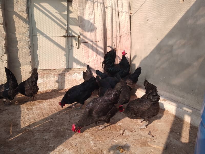 Austrolorp hens for sale 7