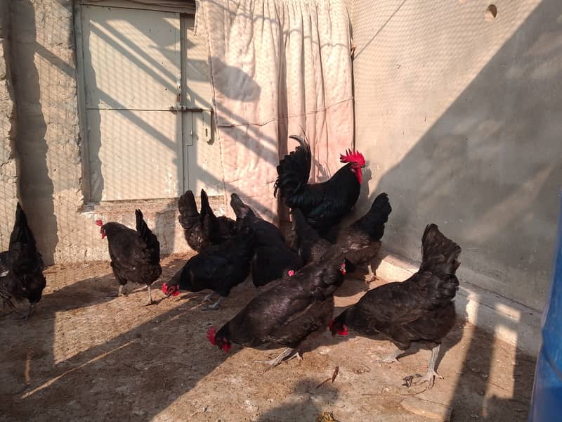 Austrolorp hens for sale 8