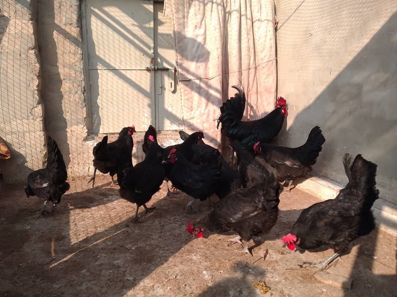 Austrolorp hens for sale 9